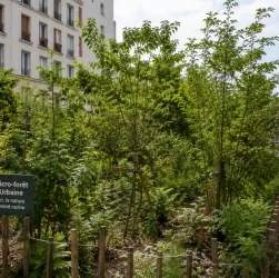Micro-forêts urbaines de poche
